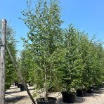 Breza himalájska (Betula utilis) ´JACQUEMONTII´ - výška 180-200 cm, kont. C18L - VIACKMENNÁ